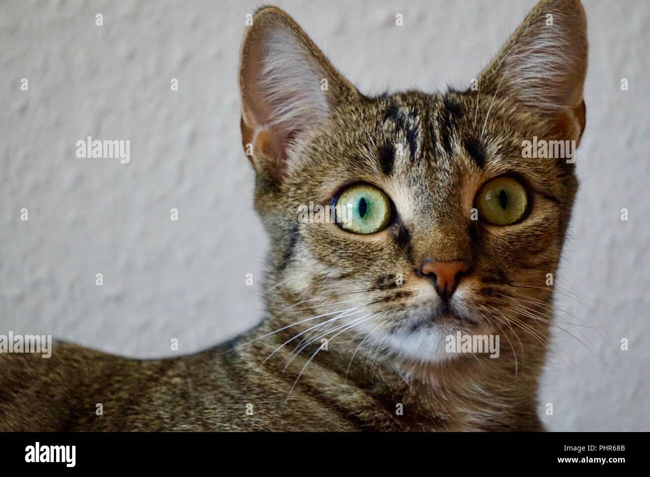 Retrato del gato tigre gris nervioso con brillantes ojos amarillos Foto de stock