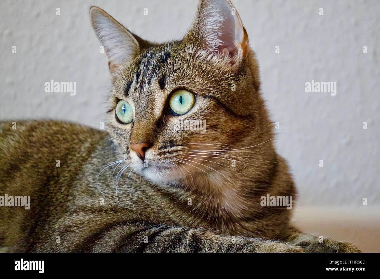Atento lindo gato tigre gris con amarillo azul ojos mirando izquierda Foto de stock