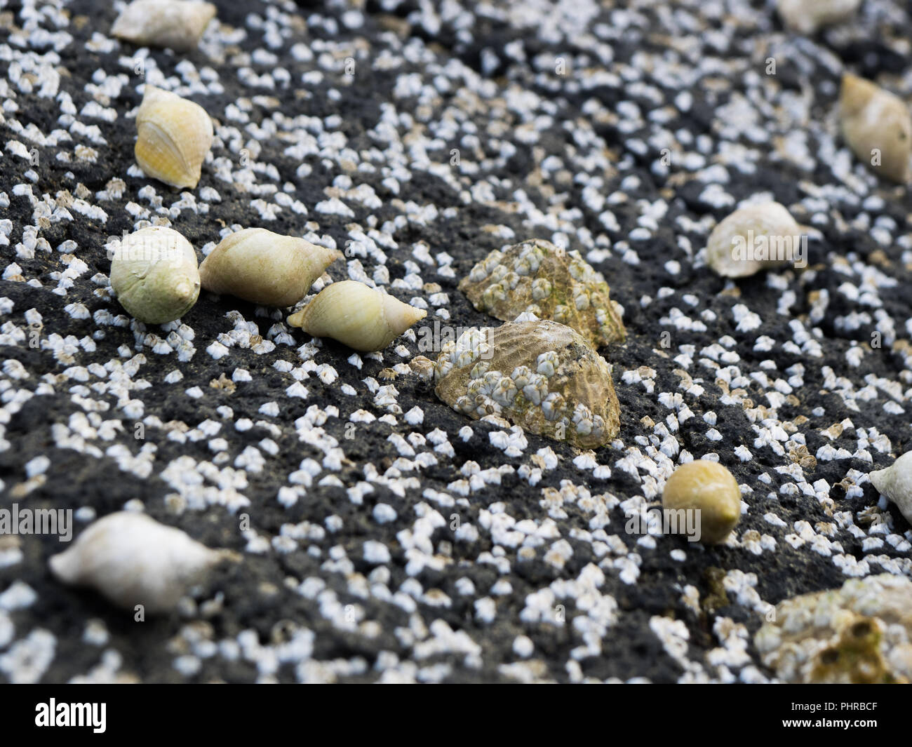 Grupo de perro buccino y mejillones limpet cubiertos por los percebes Foto de stock