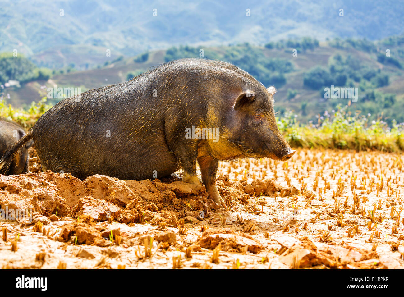 Cerdito Fotos e Imágenes de stock - Alamy