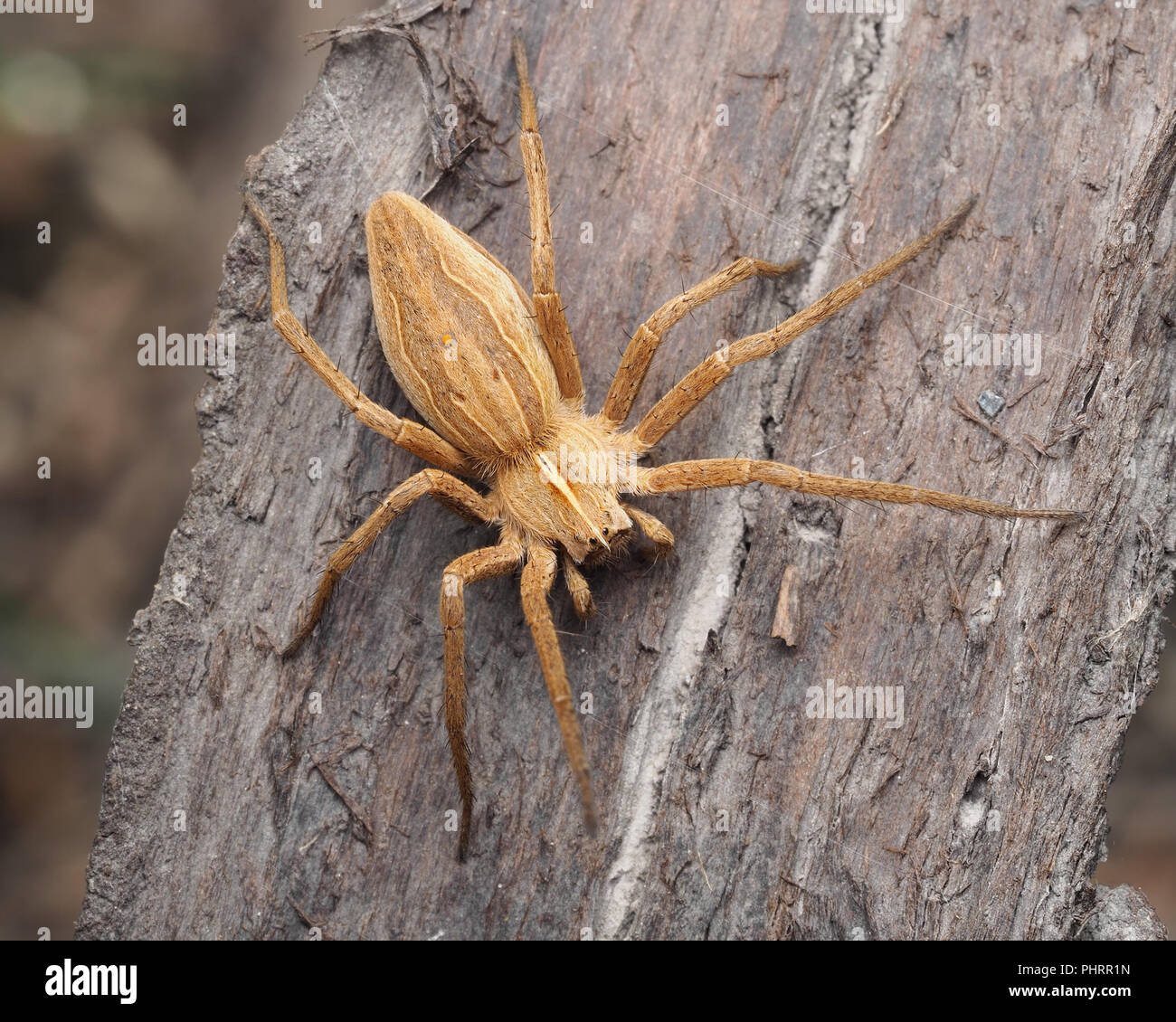 Vista dorsal de la araña de tela de vivero (Pisaura mirabilis) sobre la ...