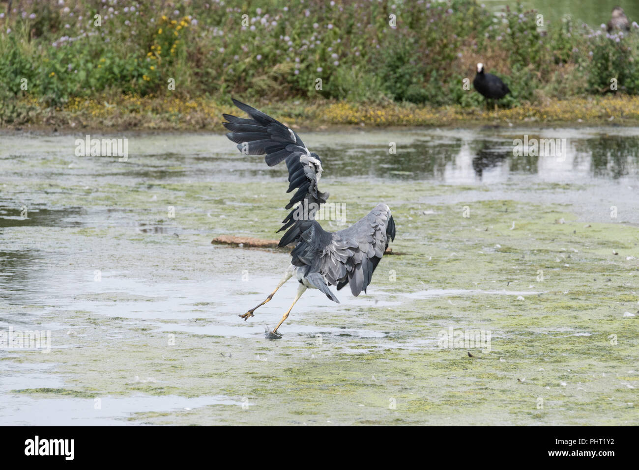 Garza real (Ardea cinerea) que llega a la tierra Foto de stock