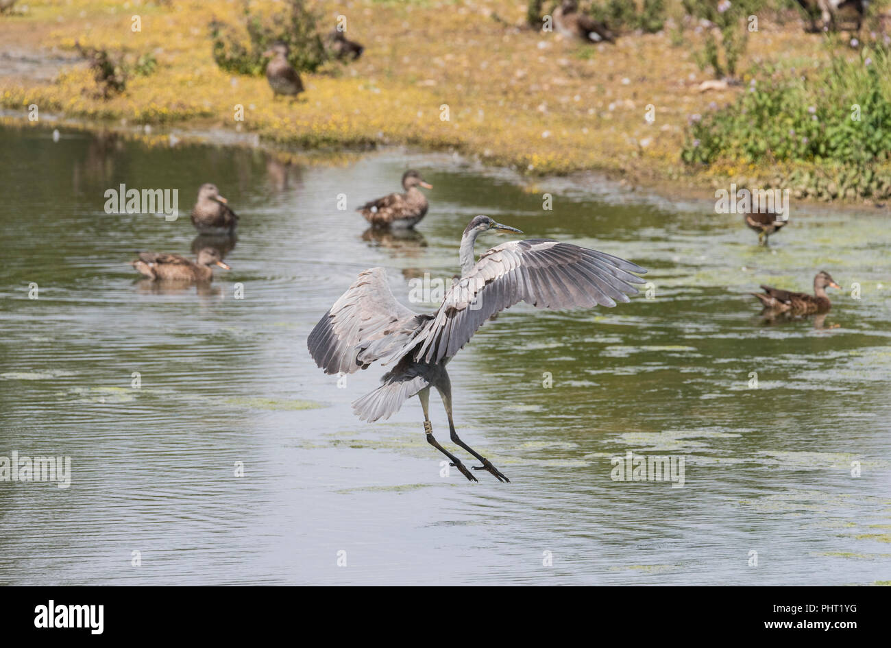 Garza real (Ardea cinerea) que llega a la tierra Foto de stock