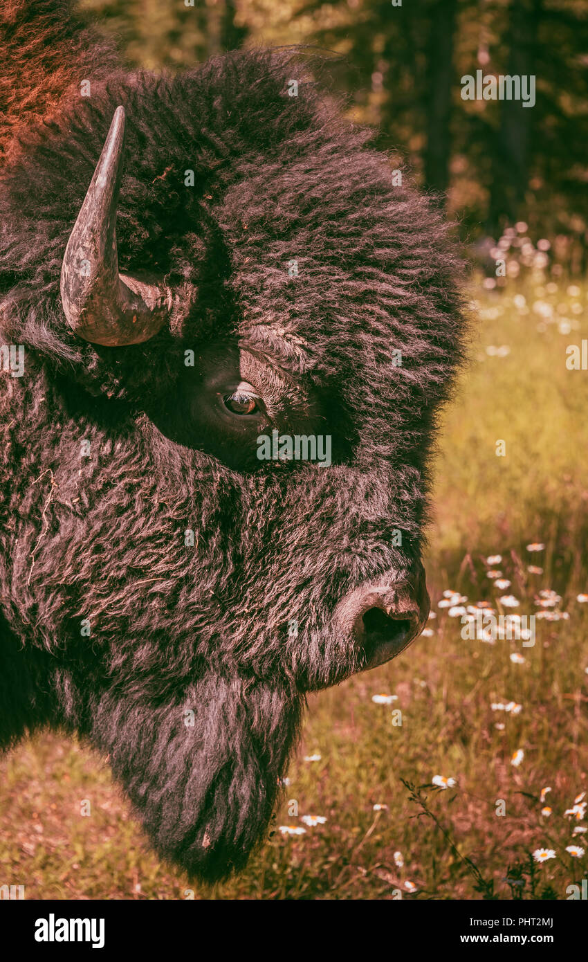 Hermoso macho Buffalo en campo canadiense Foto de stock