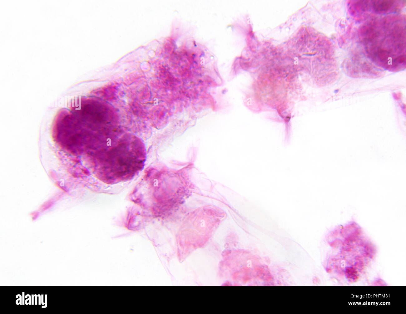 Fotografía de microscopía. Rotifera zooplancton de agua Foto de stock