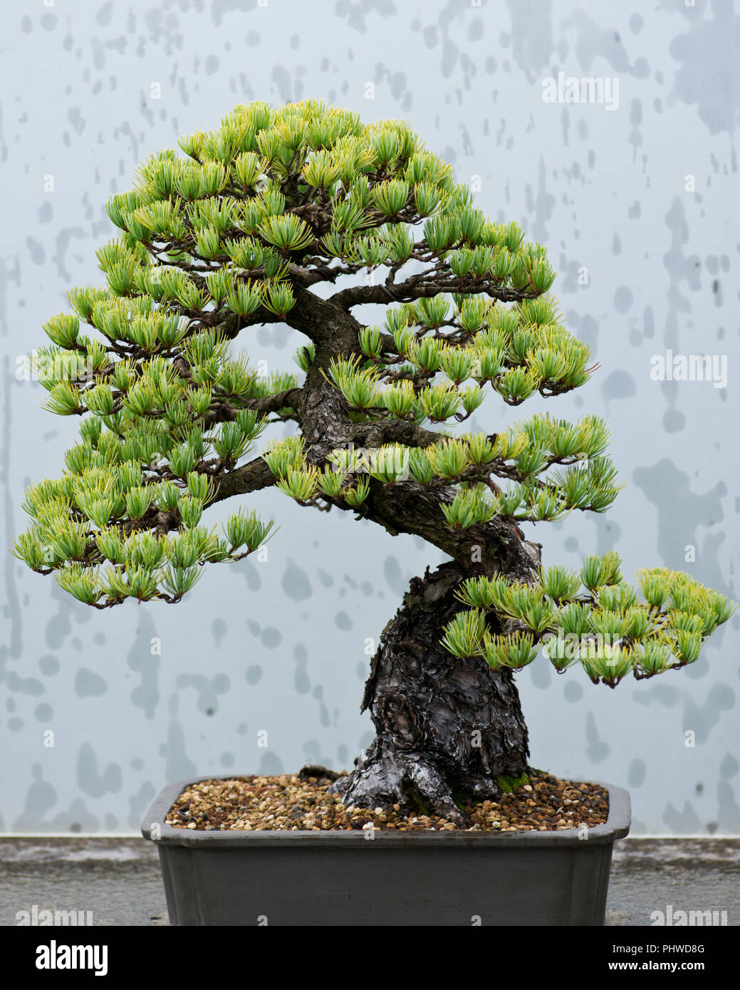 Bonsai japonés tradicional, forma de arte usando árboles cultivados en