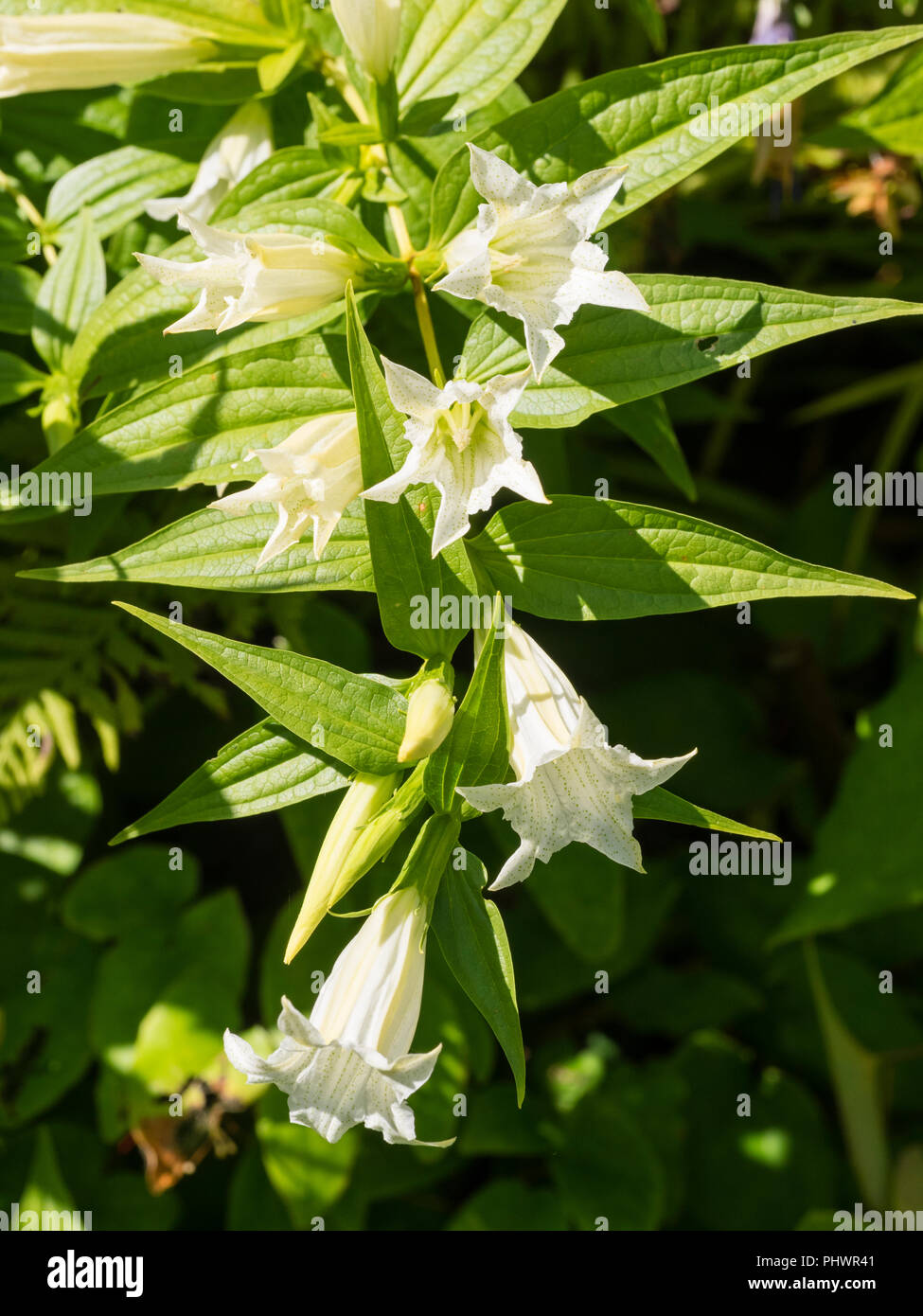 Se arquean los tallos de la planta perenne robusta forma blanca del sauce, genciana Gentiana asclepiadea 'Alba' Foto de stock
