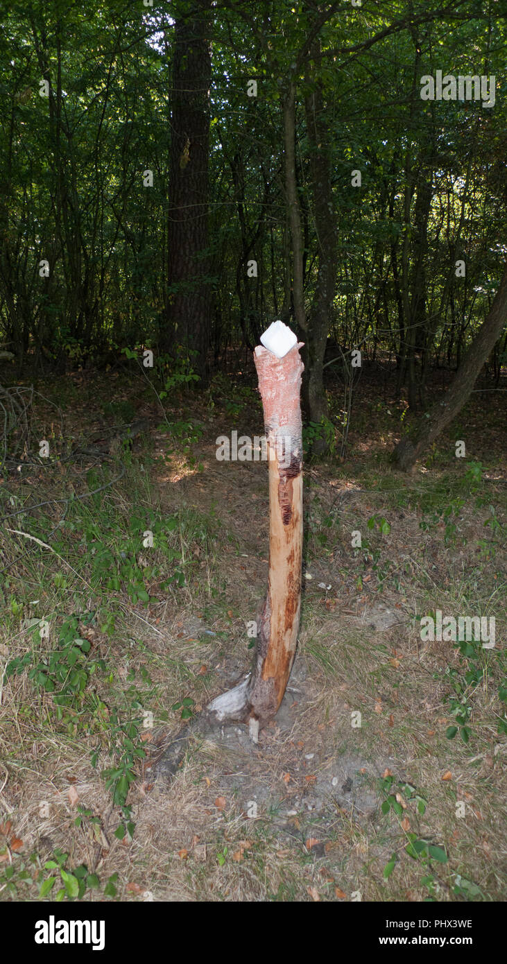 Una piedra de sal, lickstone de animales salvajes, como ciervos y venados, colocado en el tronco de un árbol en el bosque Foto de stock
