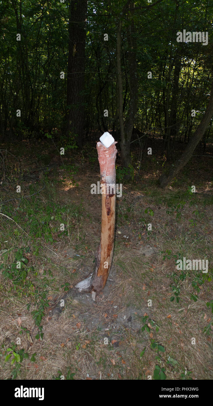 Una piedra de sal, lickstone de animales salvajes, como ciervos y venados, colocado en el tronco de un árbol en el bosque Foto de stock
