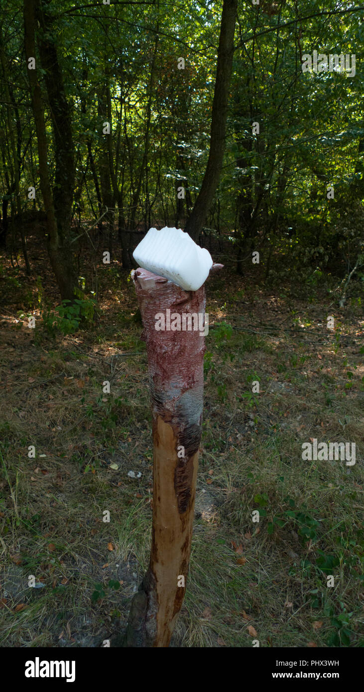 Una piedra de sal, lickstone de animales salvajes, como ciervos y venados, colocado en el tronco de un árbol en el bosque Foto de stock