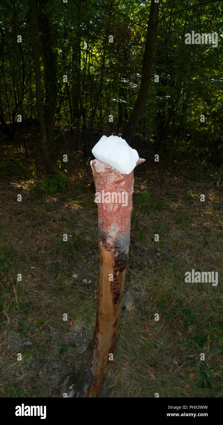 Una piedra de sal, lickstone de animales salvajes, como ciervos y venados, colocado en el tronco de un árbol en el bosque Foto de stock