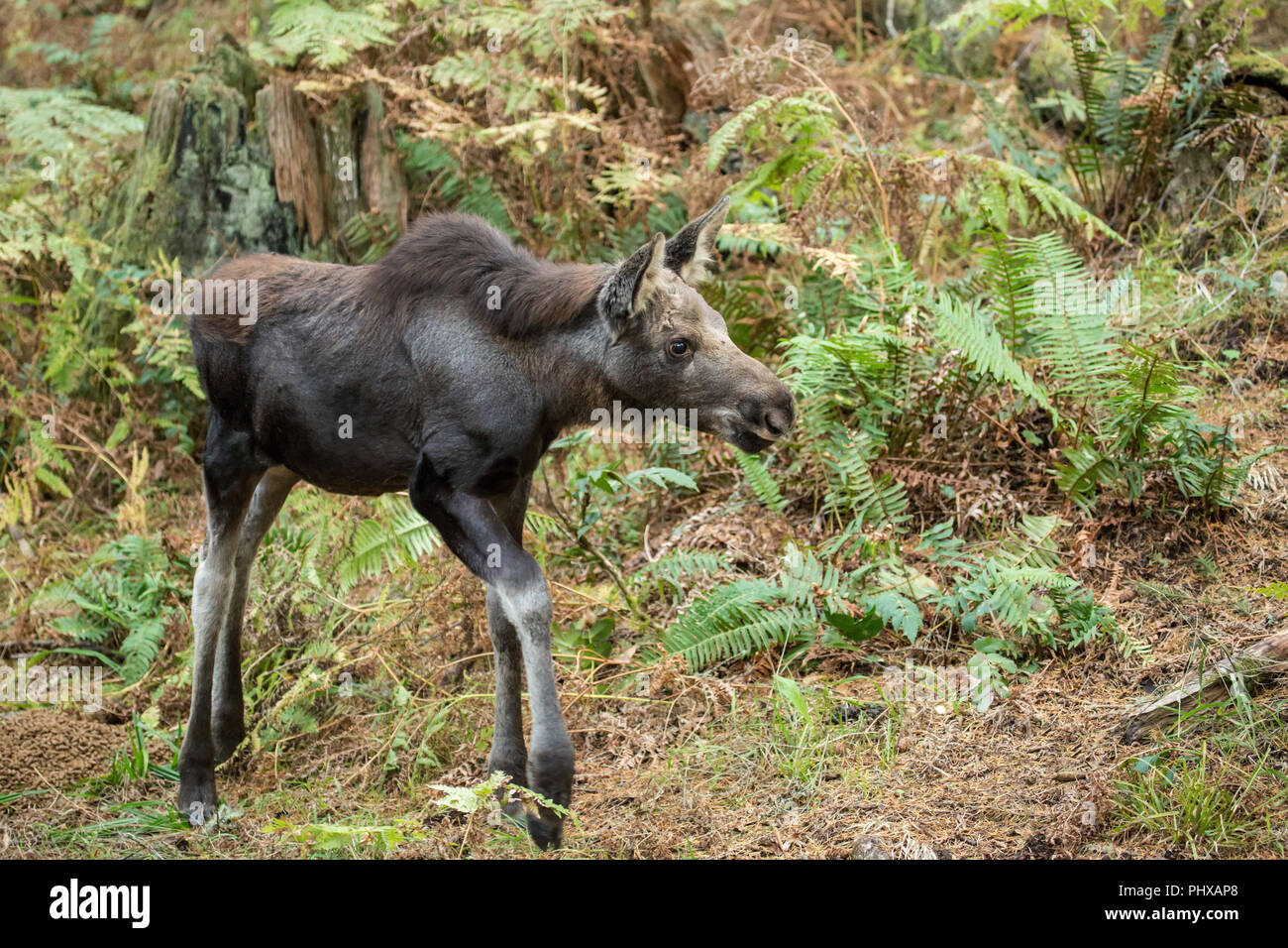 Moose ternero caminando, en busca de su madre, en Northwest Trek Wildlife Park cerca de Eatonville, Washington, EE.UU. Foto de stock