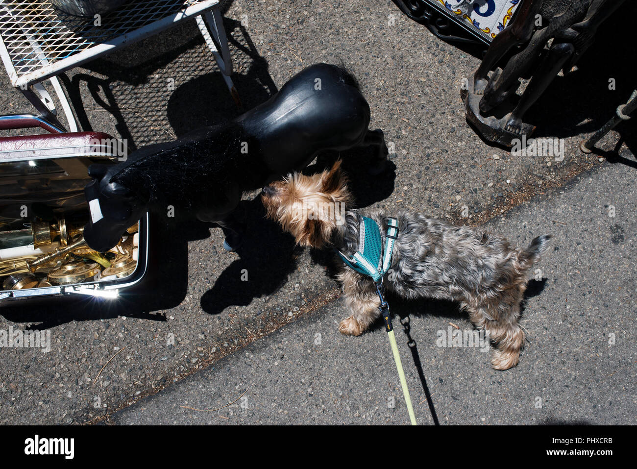 perro con pulgas juguete