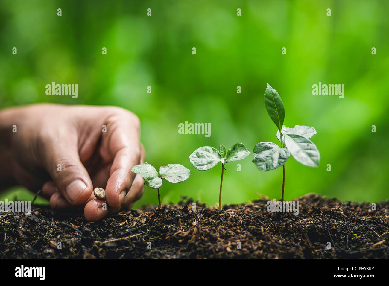 Plantar árboles de café café,regar a mano Fotografía de stock - Alamy
