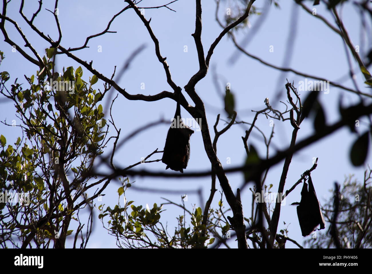 El Zorro Volador de cabeza gris (Peteropus Poliocephalus) Colonia posados en los árboles Foto de stock