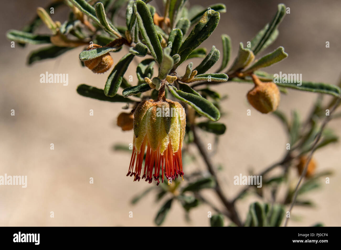 Dampieri fotografías e imágenes de alta resolución - Alamy