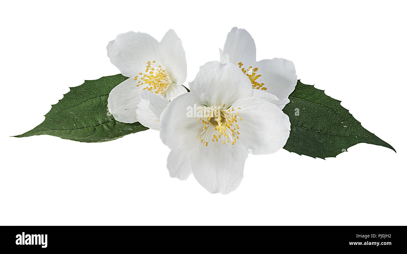 Flor de jazmín sobre un fondo blanco. Foto de stock