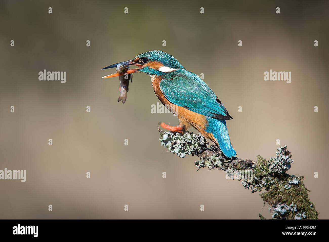 Una hembra kingfisher se asienta en una rama cubiertos de líquenes. Después de una exitosa div, tiene un minnow en su pico. Mirando de izquierda a derecha con espacio de copia Foto de stock