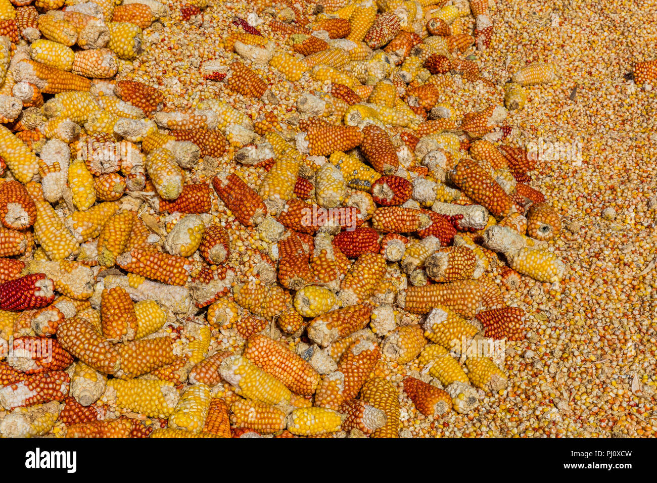 El secado de la cosecha de cereales Los callos de Caldas en Colombia Sudamérica Foto de stock