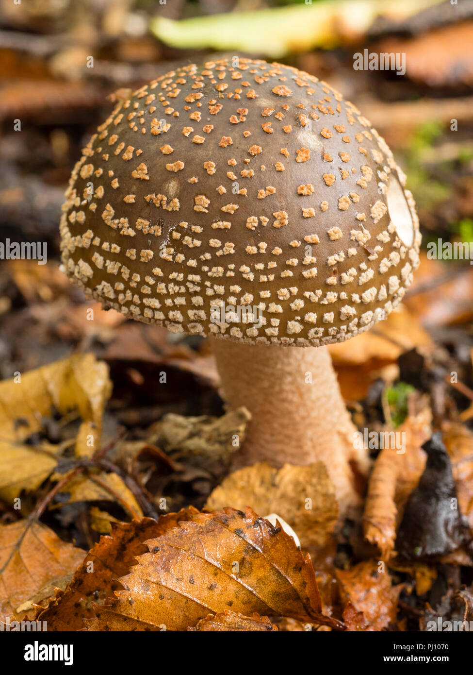 Recién surgido del cuerpo de fructificación del hongo Blusher, Amanita rubescens, entre la hojarasca de abedul Foto de stock