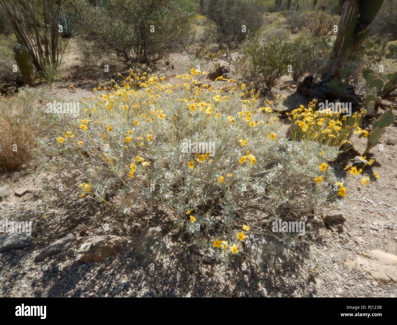 Un racimo de pequeñas flores secas de color amarillo, desde el desierto de  Arizona, iluminada por el sol de la tarde, en acantilados Vermillion  Monumento Nacional Fotografía de stock - Alamy
