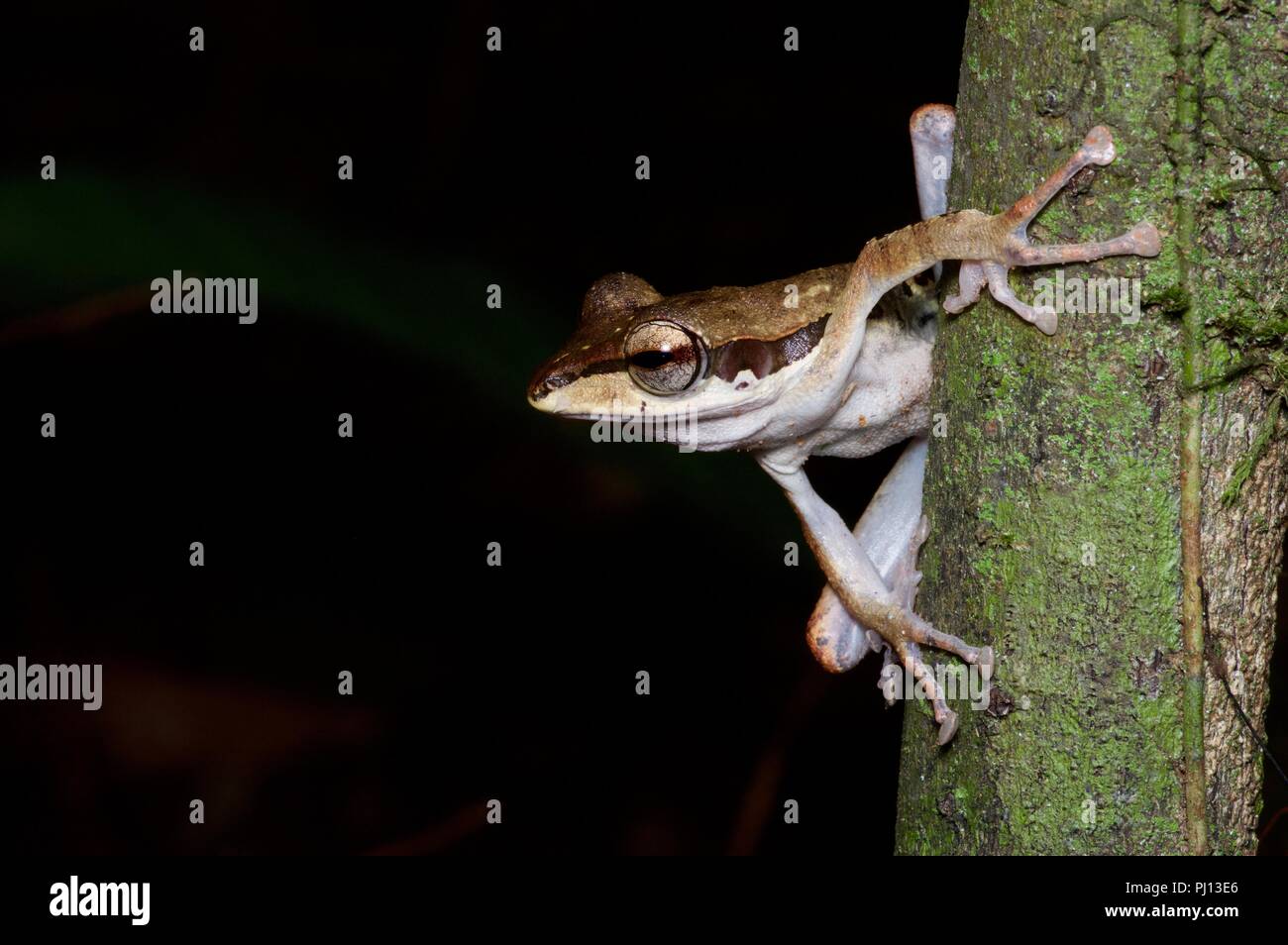 Un oscuro orejudo Tree Frog (Polypedates macrotis) encaramado en la selva por la noche en el Parque Nacional Kubah, Sarawak, Borneo, Malasia Oriental Foto de stock