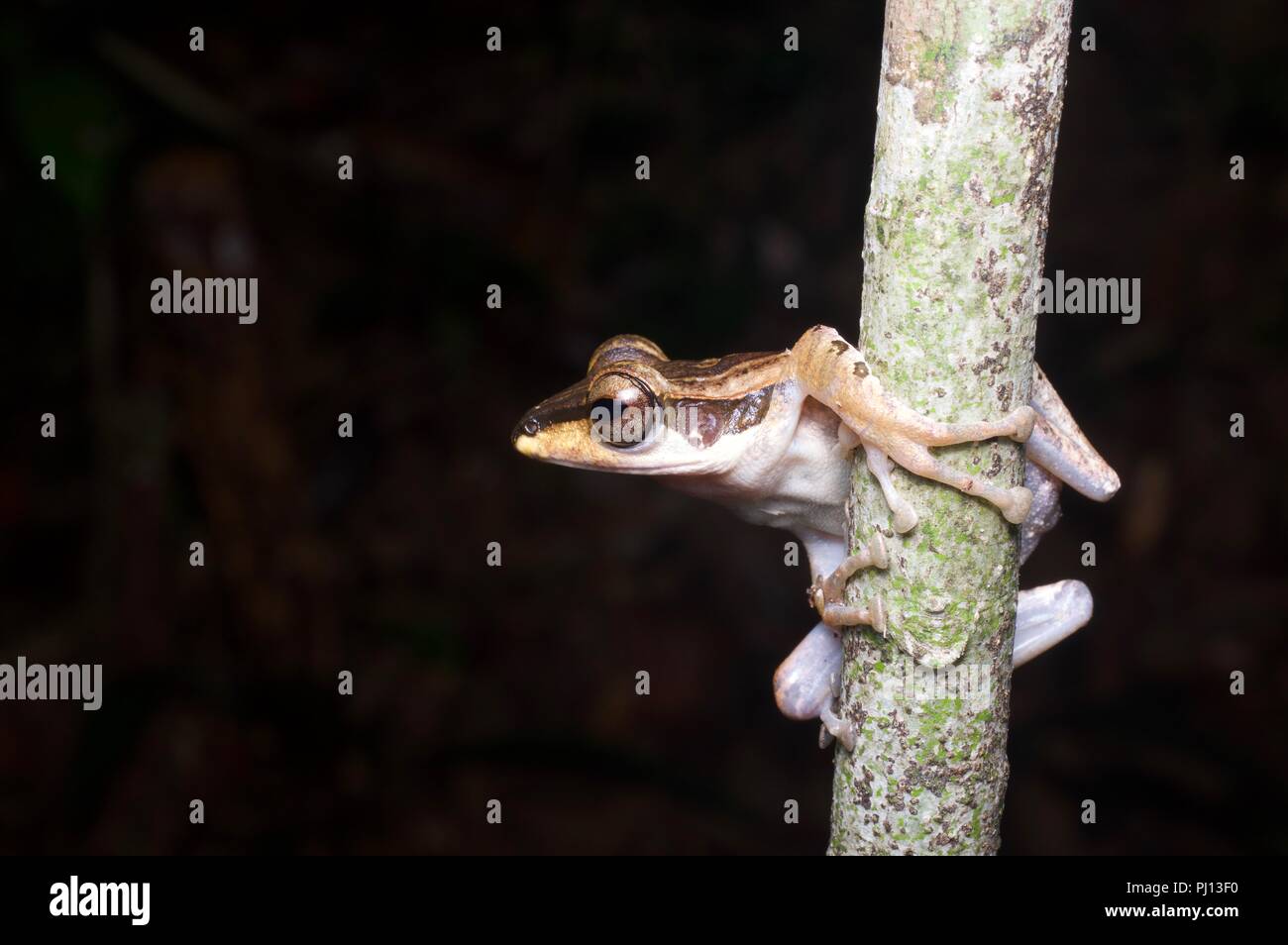 Un oscuro orejudo Tree Frog (Polypedates macrotis) encaramado en la selva por la noche en el Parque Nacional Kubah, Sarawak, Borneo, Malasia Oriental Foto de stock