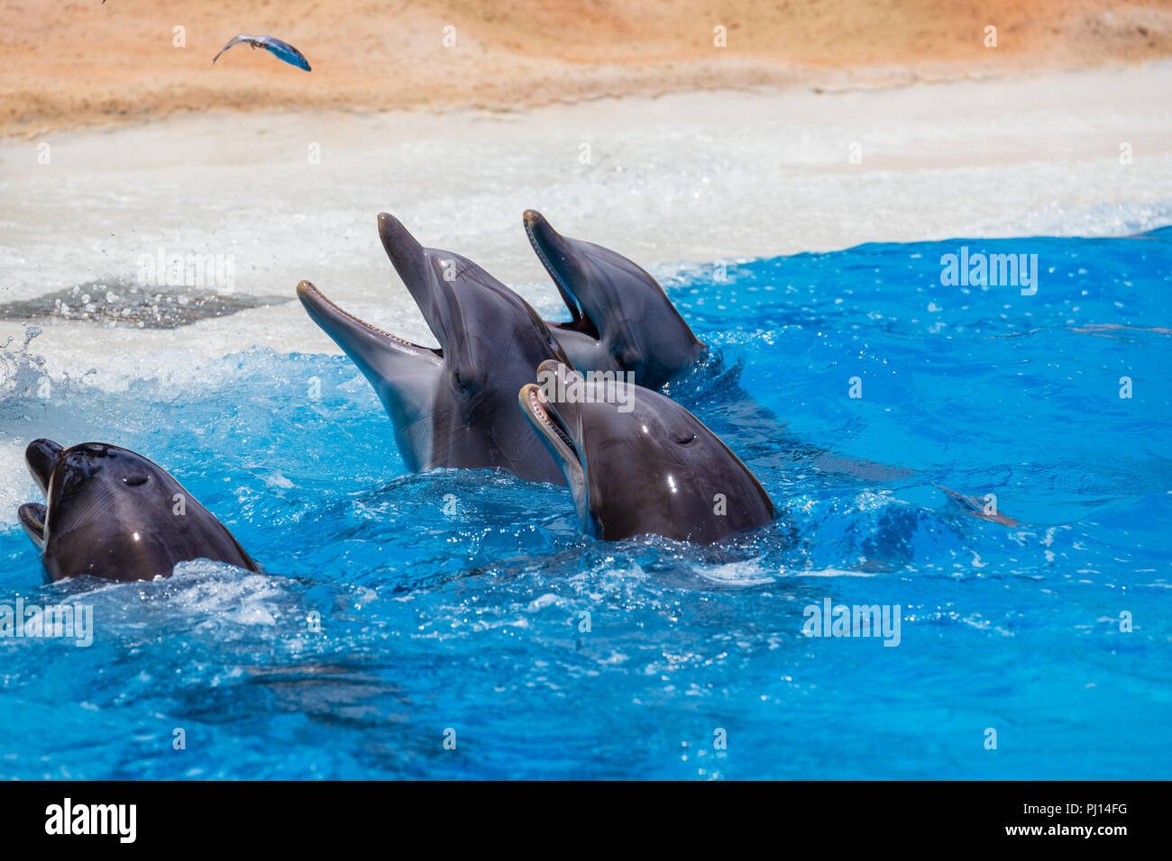 Grupo de delfines durante la alimentación. Foto de stock