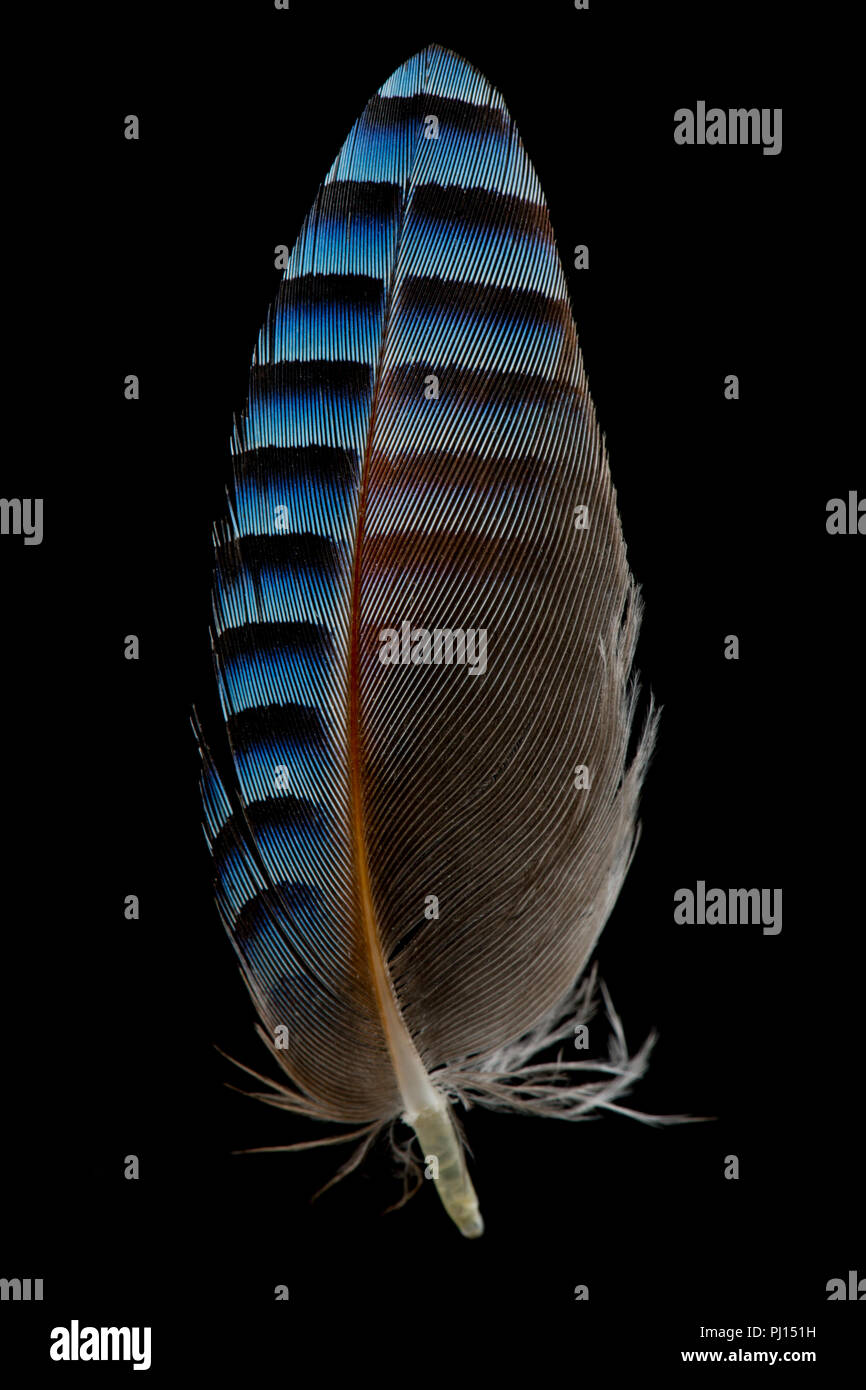 Una pluma de ala de un jay euroasiática, Garrulus glandarius, que se encuentra en un sendero. Jays son miembros de la familia Corvidae. Dorset, Inglaterra GB Foto de stock