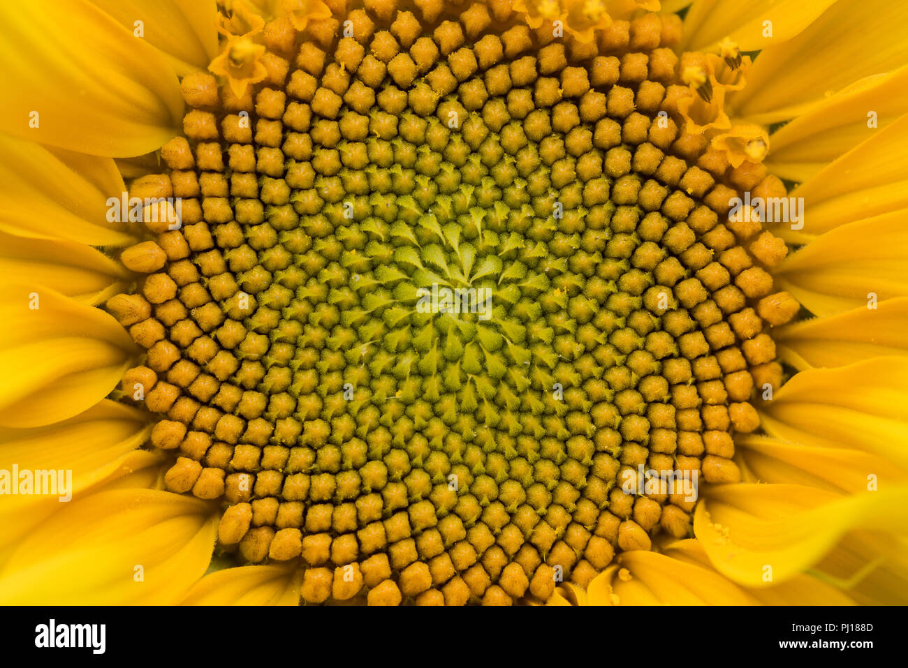 Centro de enano compositae flor, girasol, mostrando los anillos y patrón de  Fibonacci en espiral del desarrollo de inflorescencia de flores, Helianthus  annuus Fotografía de stock - Alamy