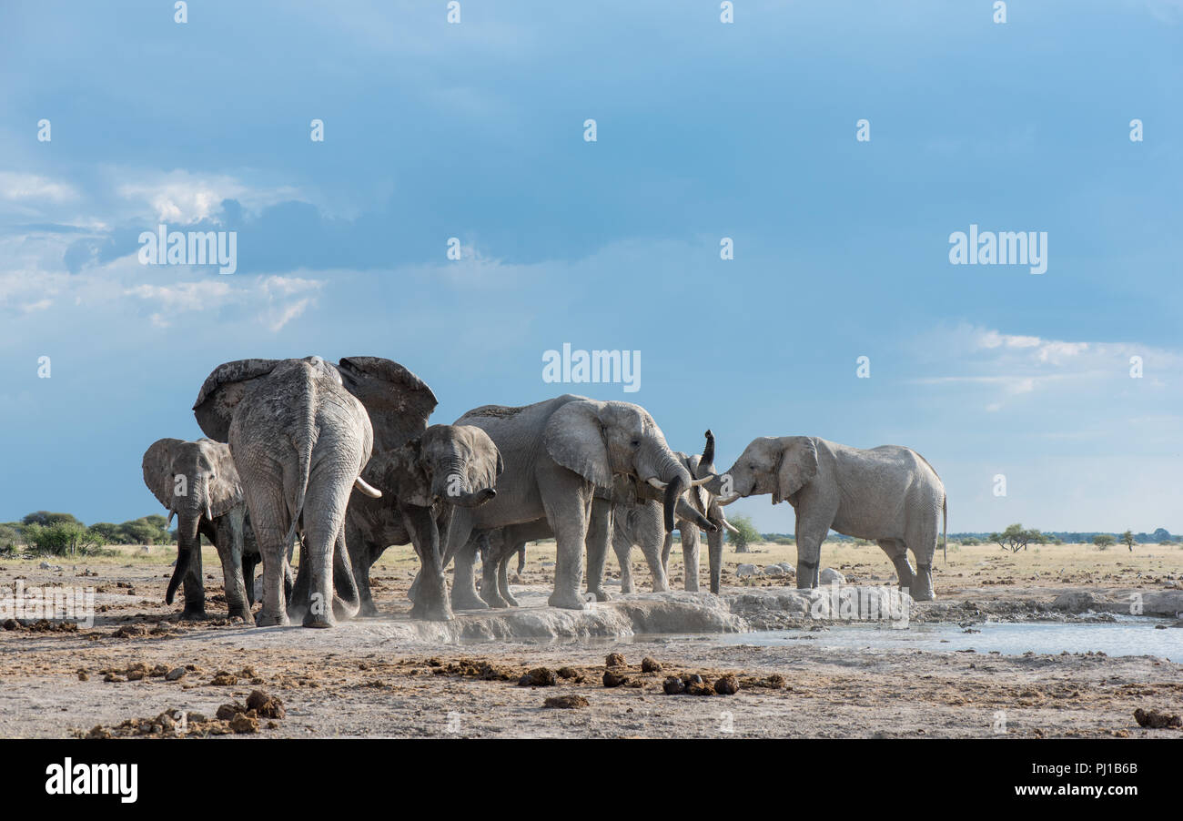 Manada de elefantes por un waterhole, Botswana Foto de stock