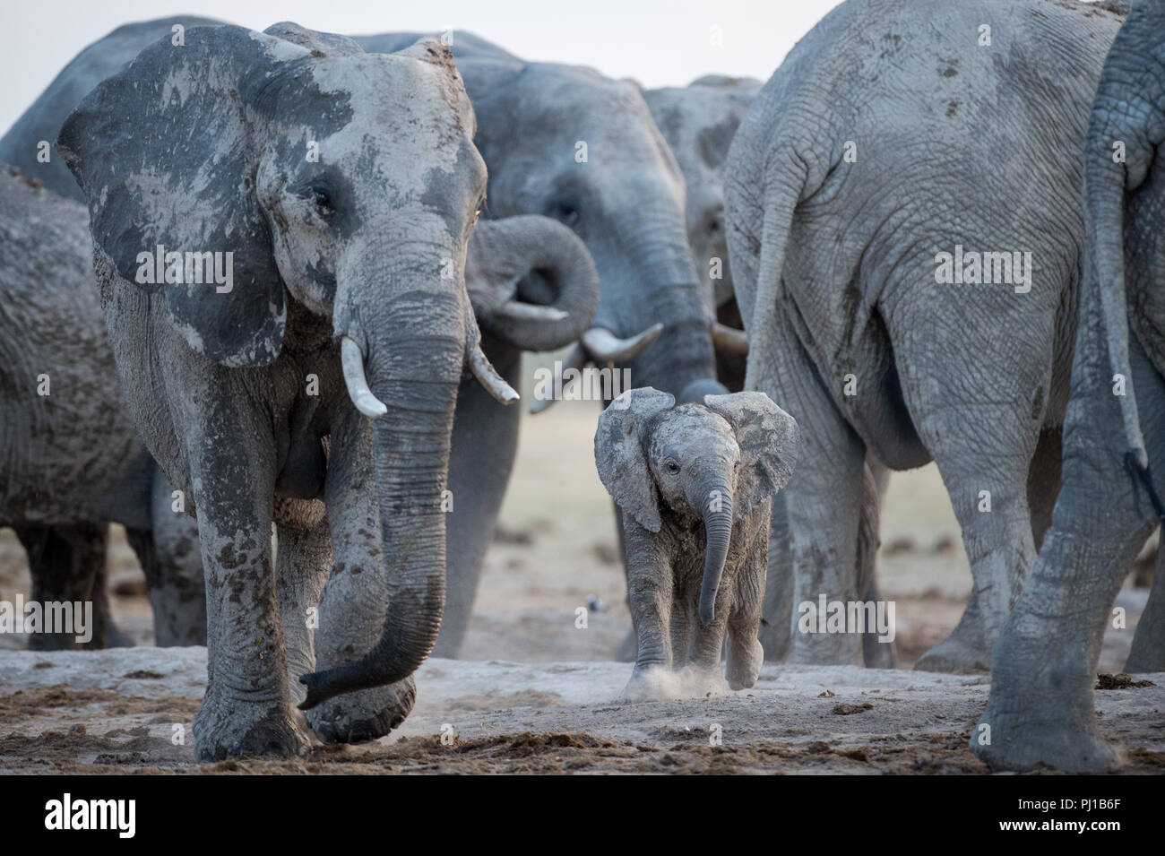 Ternero de elefante con una manada de elefantes, Botswana Foto de stock