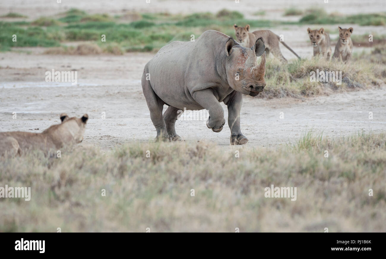 El rinoceronte negro ejecutando pasado una manada de leones, Namibia Foto de stock