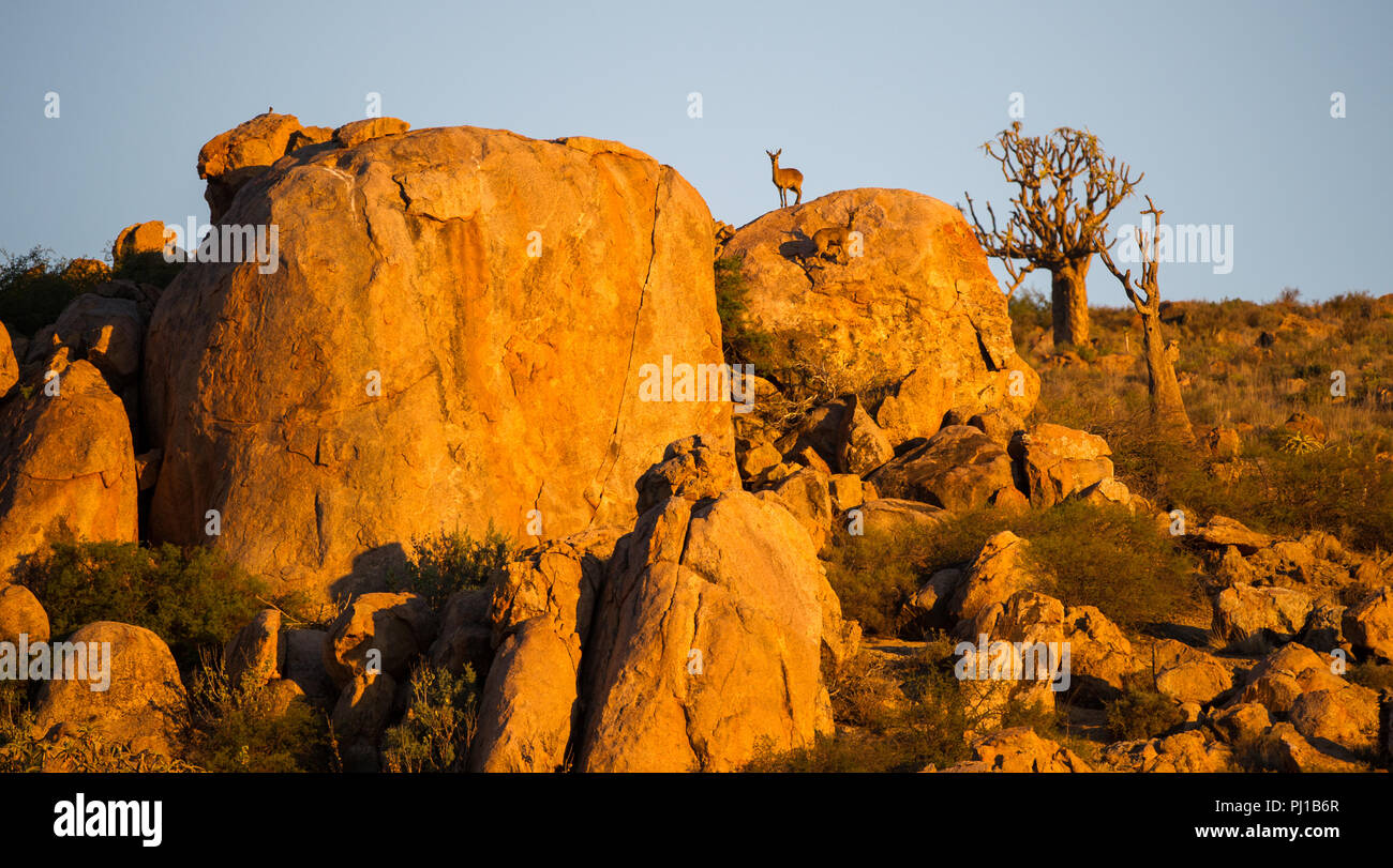 Permanente Klipspringer sobre rocas, Northern Cape, Sudáfrica Foto de stock