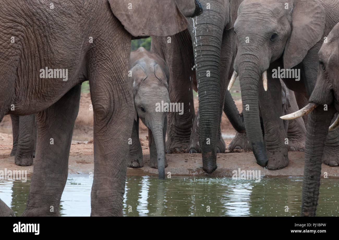 Manada de elefantes y la cría de elefante bebiendo en un abrevadero, Addo, Eastern Cape, Sudáfrica Foto de stock