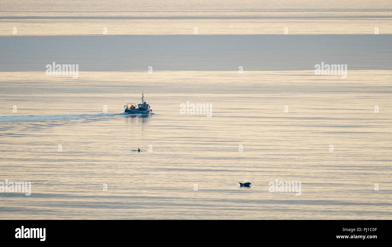 Un barco de pesca en un mar en calma con delfines pesca en las inmediaciones. Foto de stock