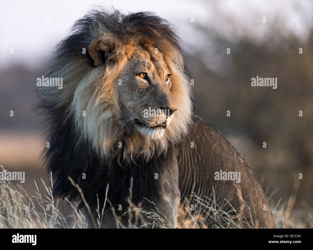 Retrato de un león, Sudáfrica Foto de stock