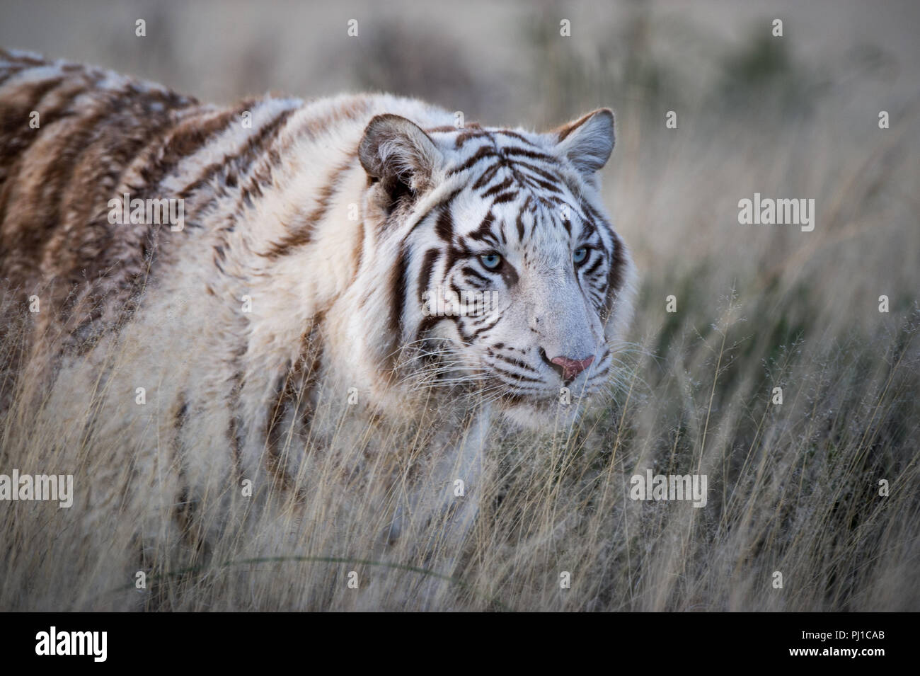 Retrato de un tigre blanco, Sudáfrica Foto de stock