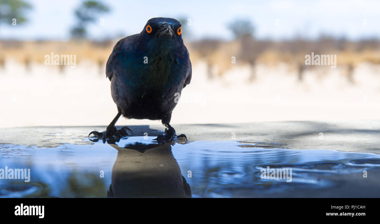 Cape Starling, agua potable, Sudáfrica Foto de stock