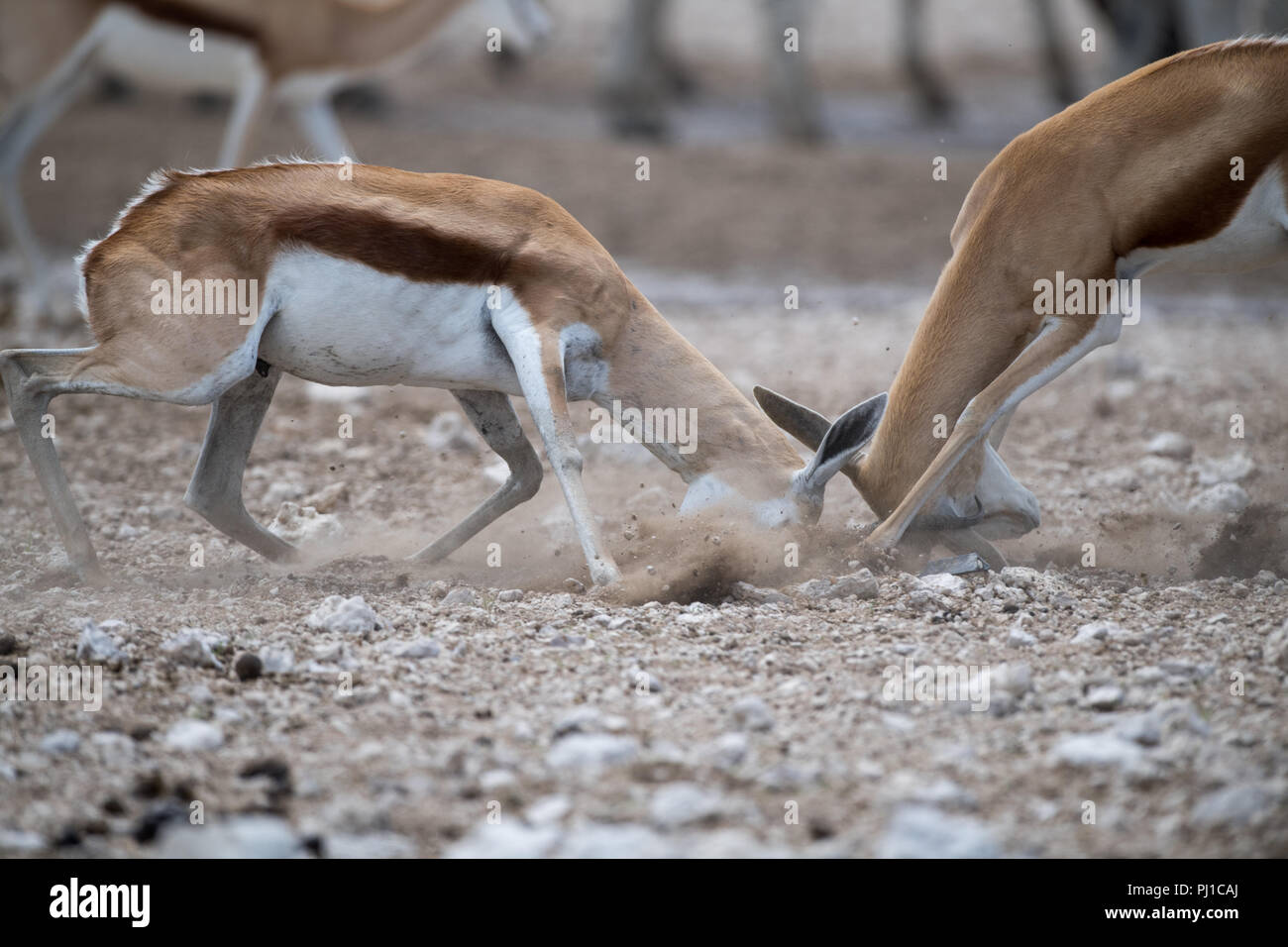 Dos combates de springbok, Namibia Foto de stock