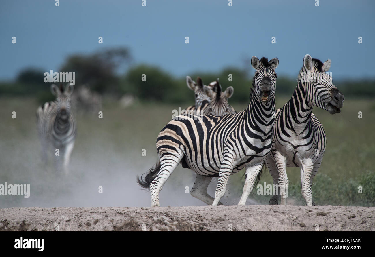 Manada de zebra ejecutándose en el Bush, Botswana Foto de stock