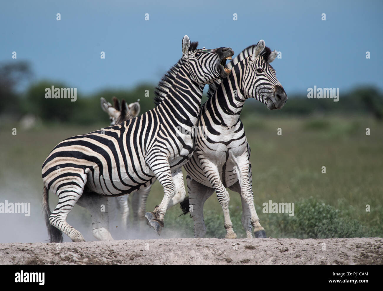 Dos combates de cebra, Botswana Foto de stock