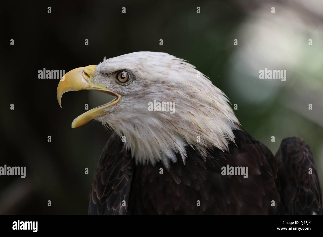 Vista lateral de la cabeza de águila calva americana shot chillaba Foto de stock