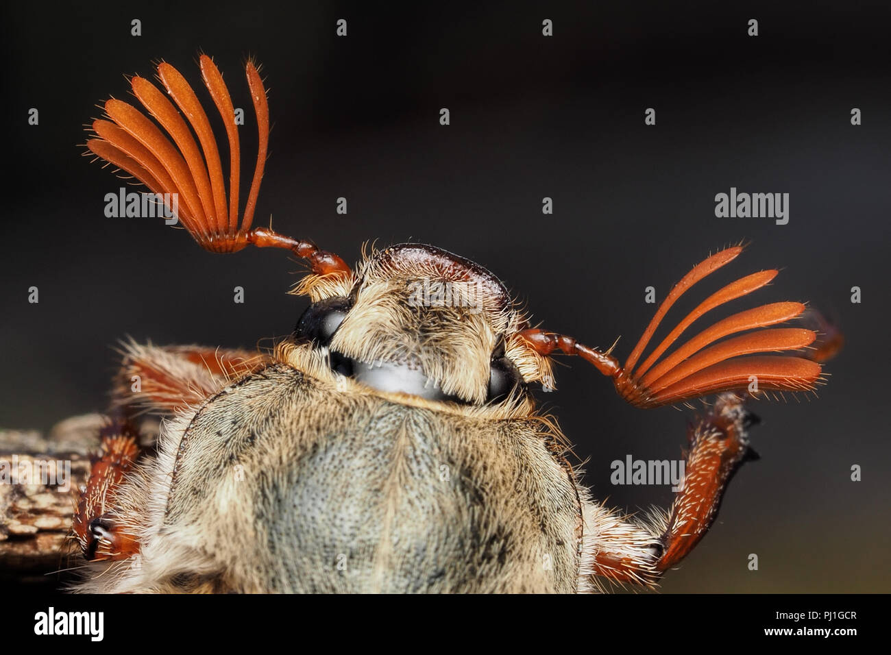 Vista de cerca del macho (Melolontha melolontha cockchafers antenas), mostrando las múltiples "hojas". Tipperary, Irlanda Foto de stock