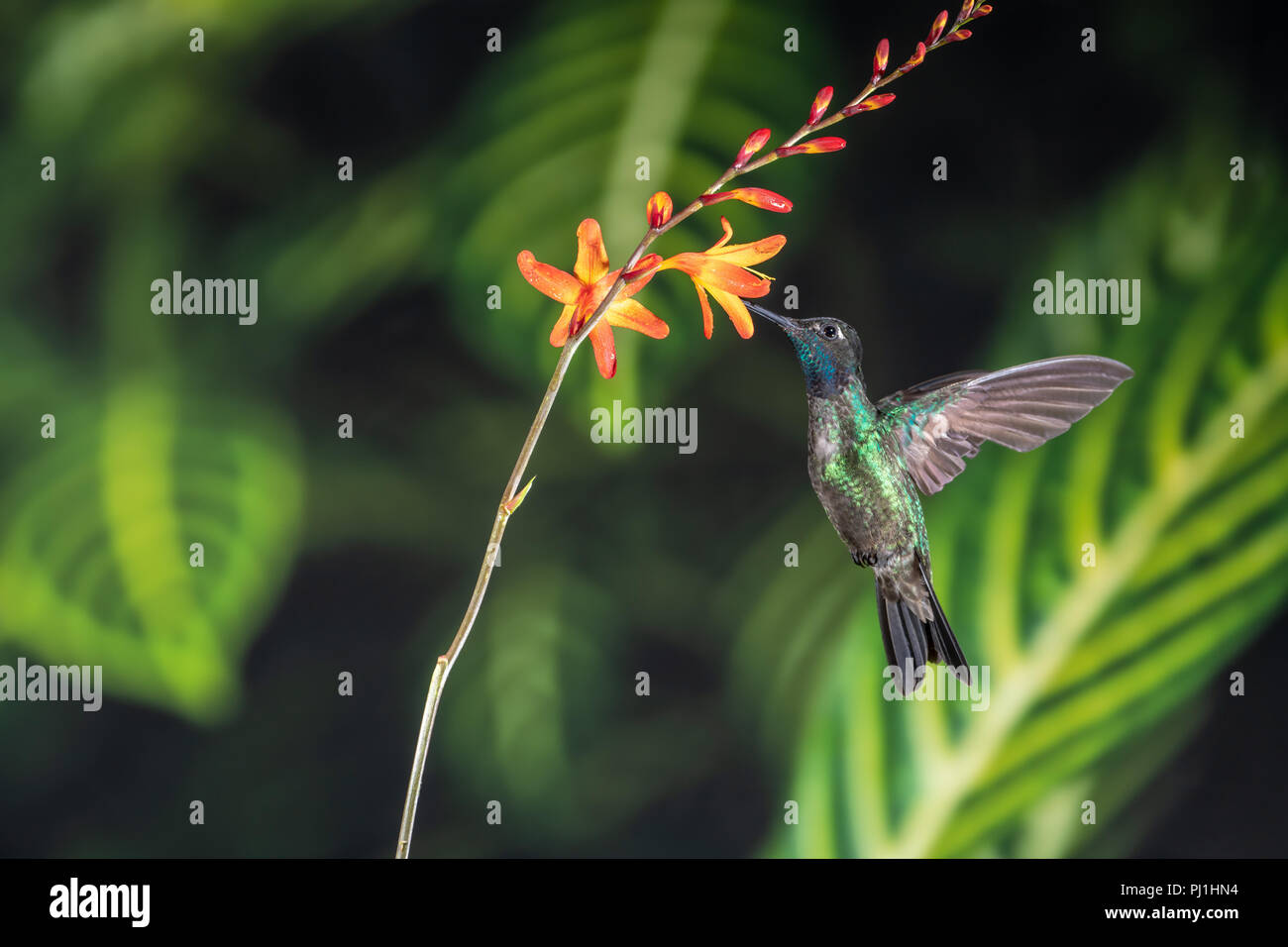 Macho (colibrí magnífico Eugenes fulgens) en Costa Rica. Foto de stock
