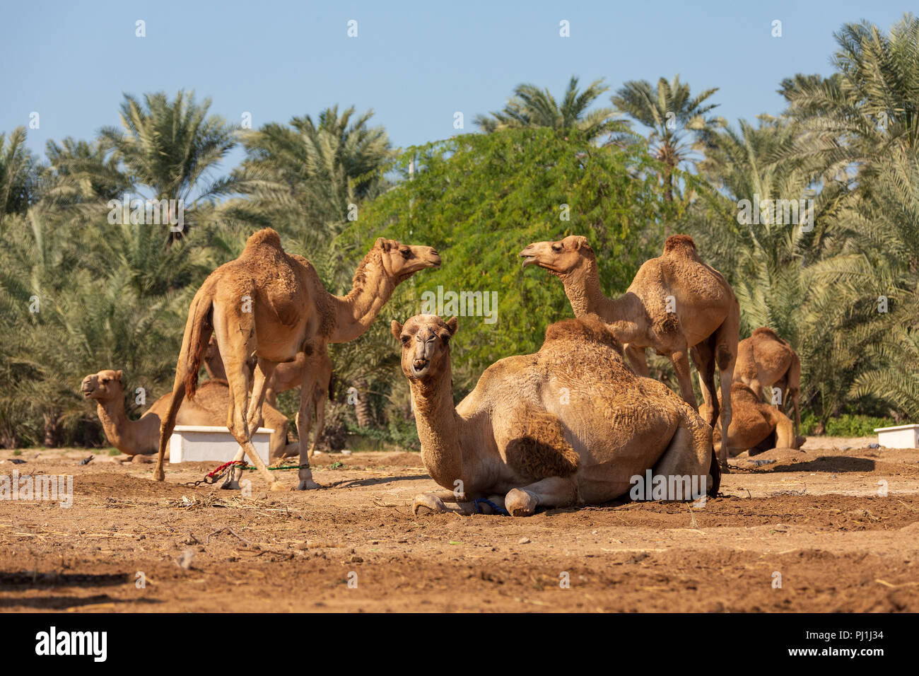 camellos-en-el-oasis-del-desierto-pjj