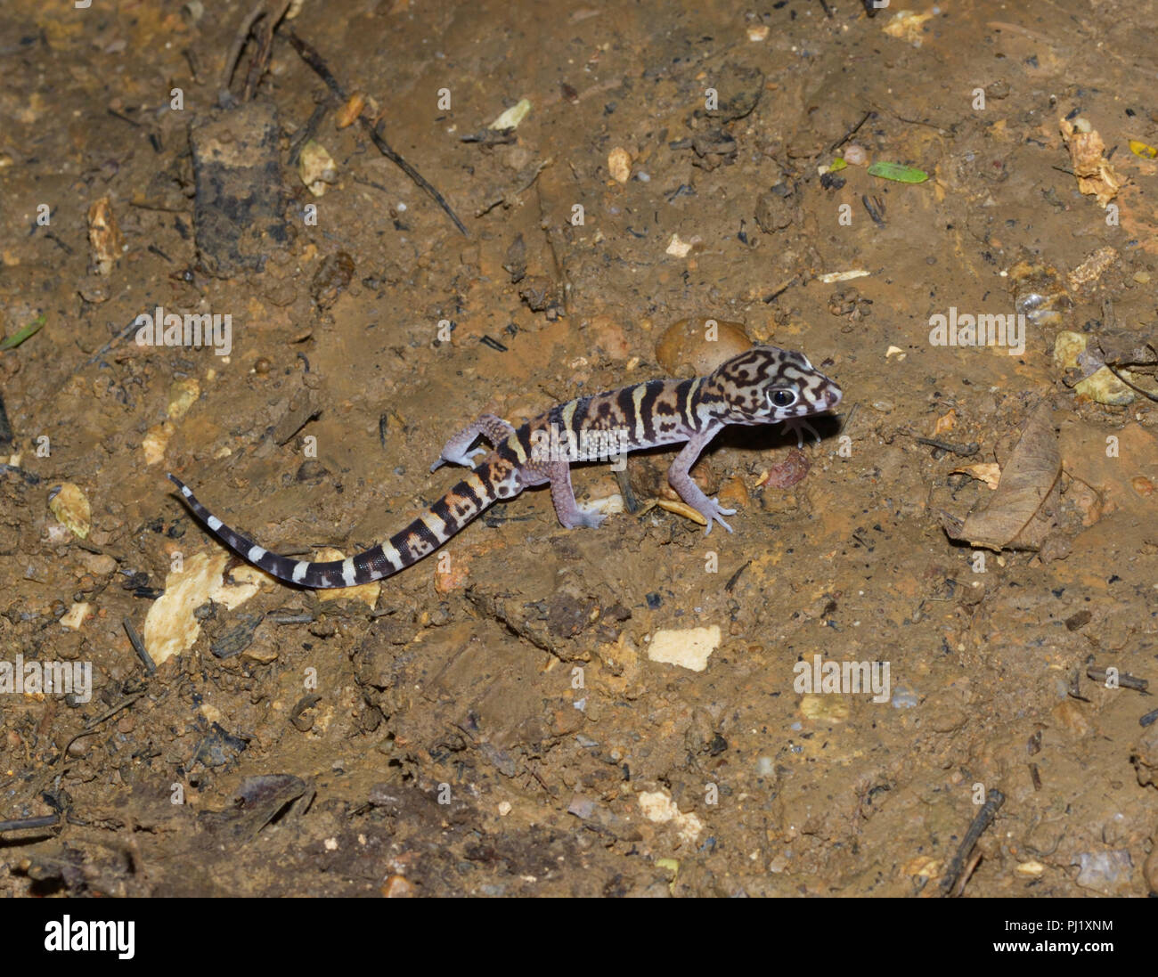 Bandas de Yucatán gecko, Coleonyx elegans, Cayo, Belice Foto de stock