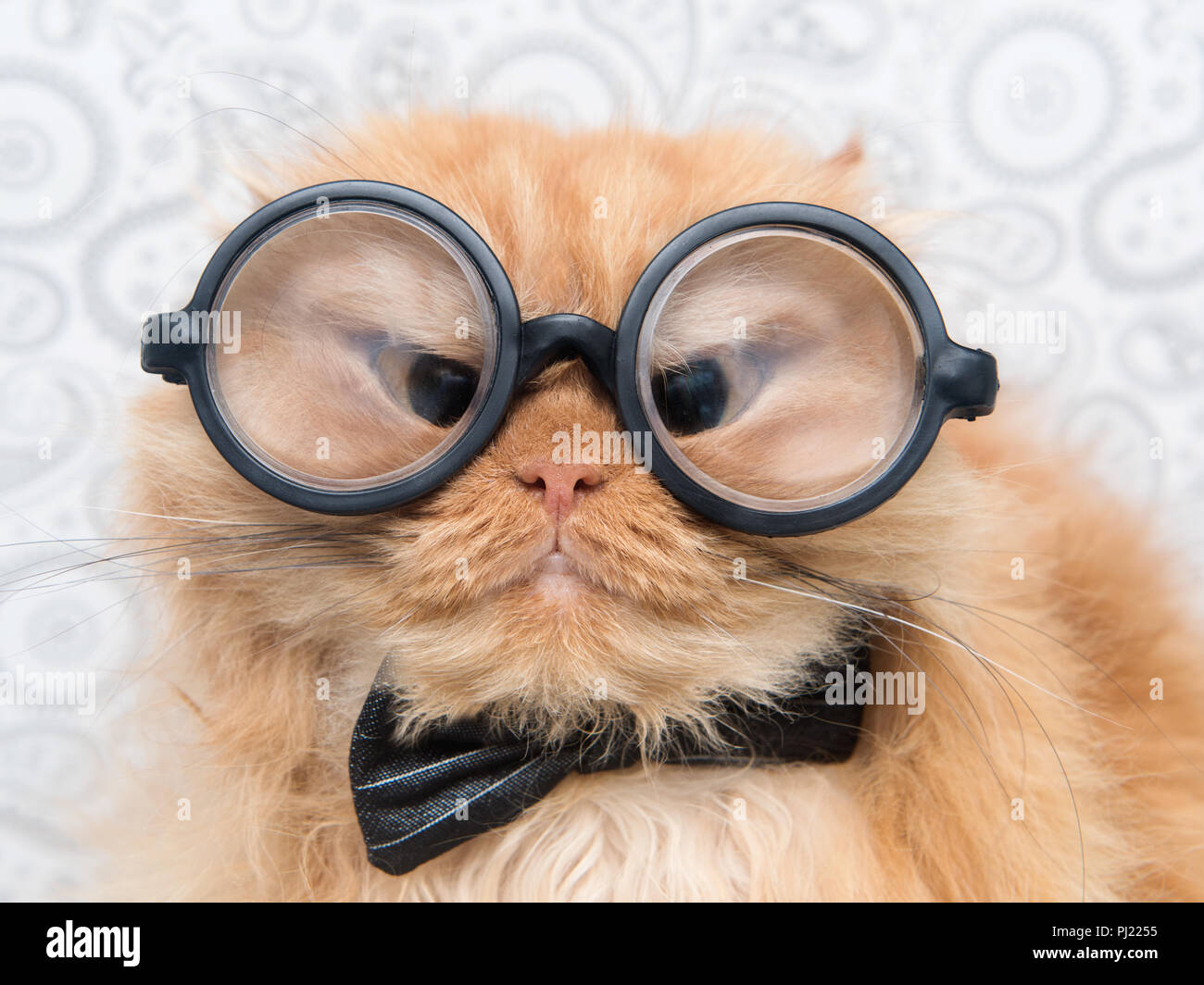 Gracioso gato persa con grandes gafas redondas. Foto de stock