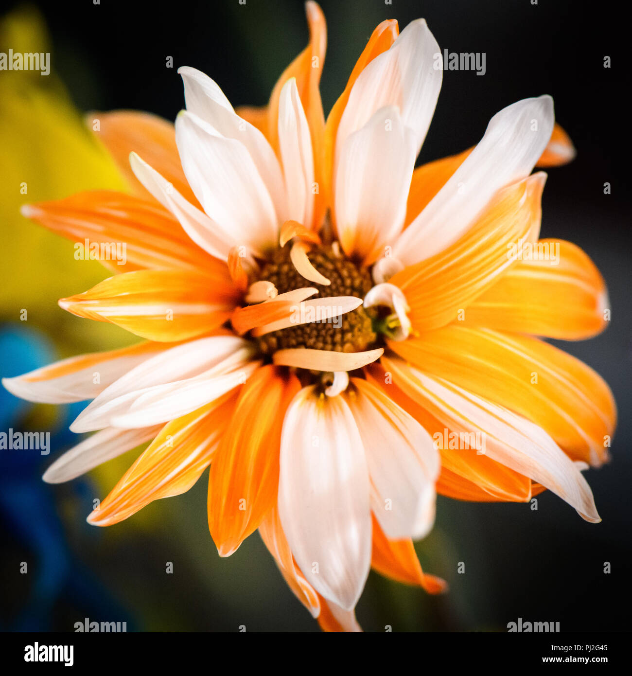 Macro de flor de naranja y blanco con fondo oscuro Foto de stock