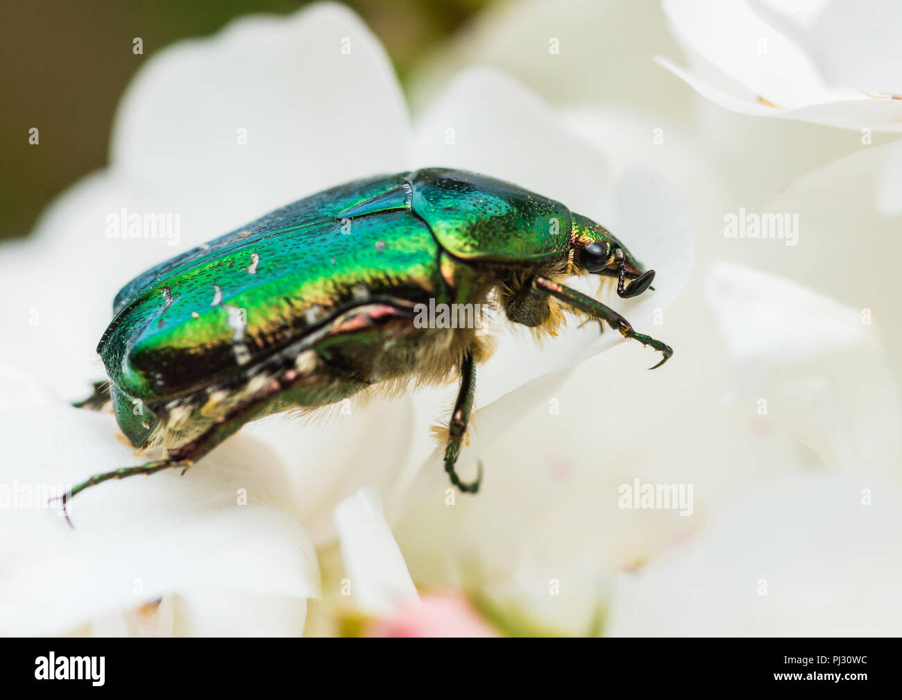 Una foto de una rosa chafer escarabajo sobre una rosa blanca. Foto de stock